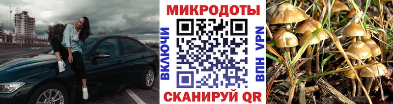 где продают наркотики  Колпашево  Галлюциногенные грибы Cubensis 